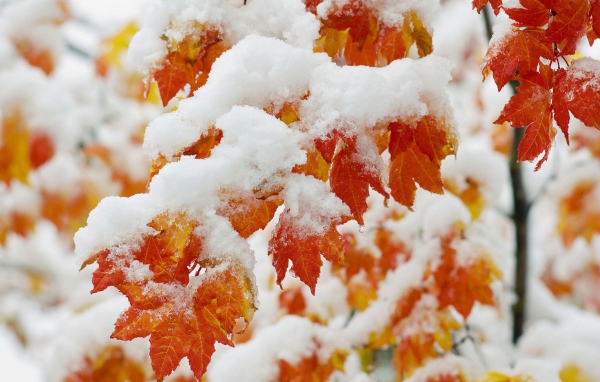 Ранний снегопад