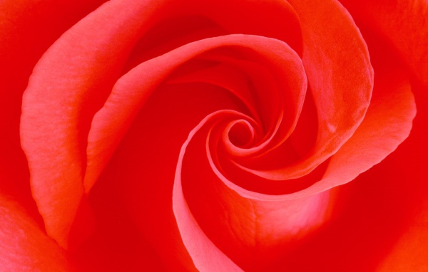 Вечное цветение