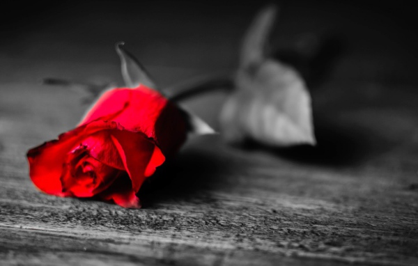 Увядающая алая роза