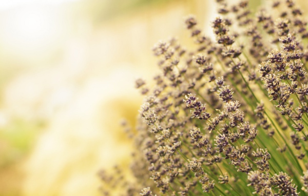 Полевая кашица