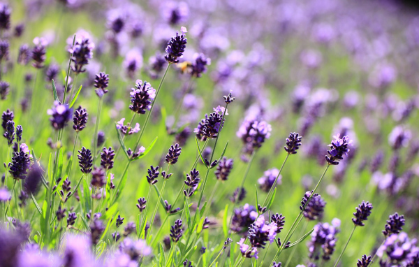 Поле лаванды