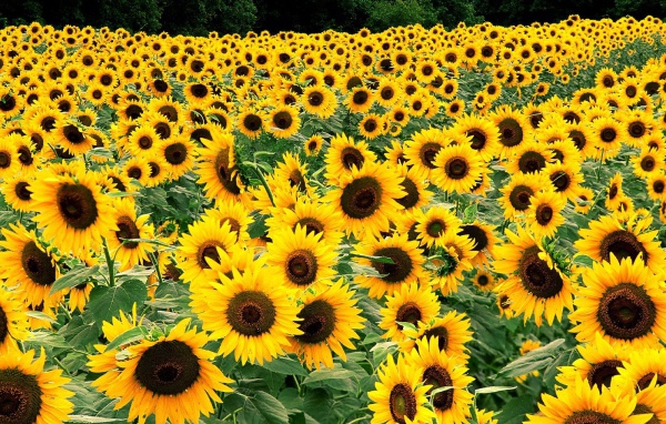 Поле подсолнухов