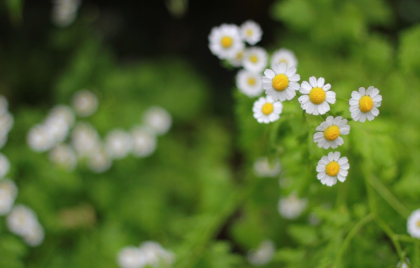 Цветы в поле