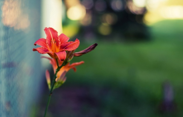 Цветок и стеклоблок