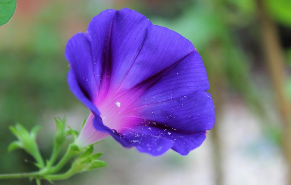 Цветок синий колокольчик