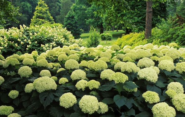 Цветочный куст в парке