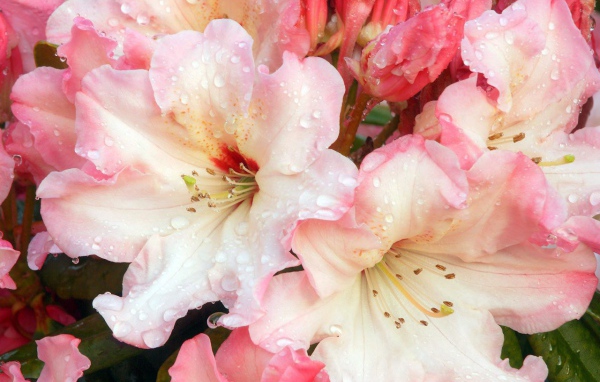 Цветочная роса