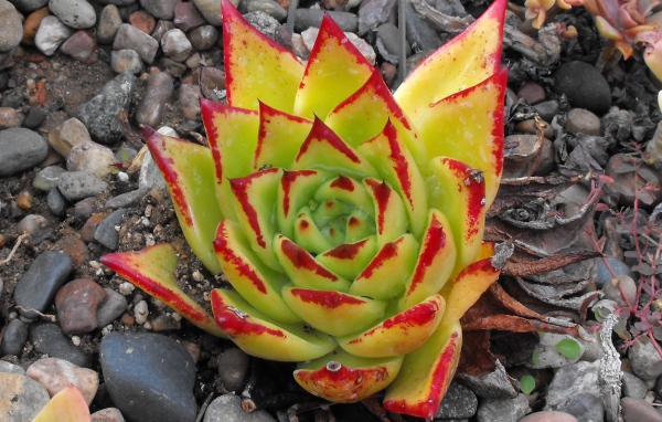 Цветок эхеверия (эчеверия)  на дачном участке