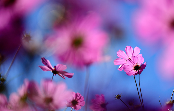 Цветок космея полевая