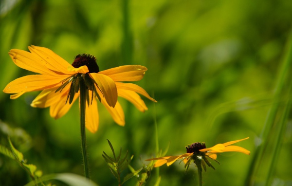 Цветок в траве