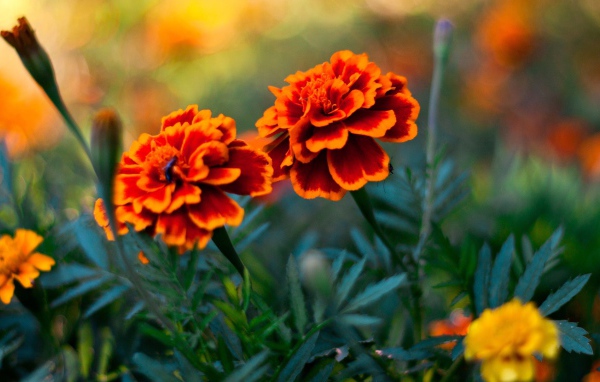 Пара цветов