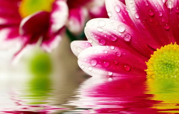 Цветочные размышления