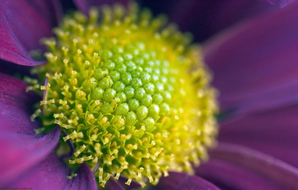 Цветок вблизи