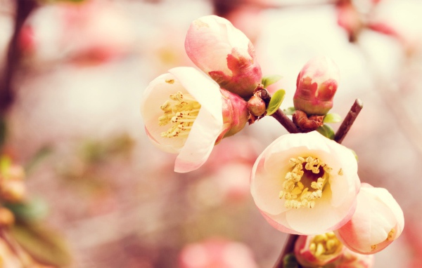 Королевство цветов