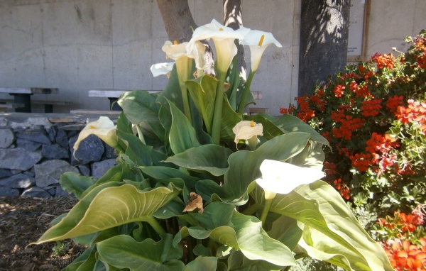 Цветки Калы