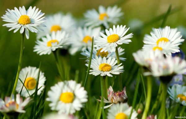 Цветы маргаритки на поляне