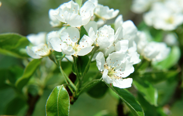 Цветки фруктового дерева