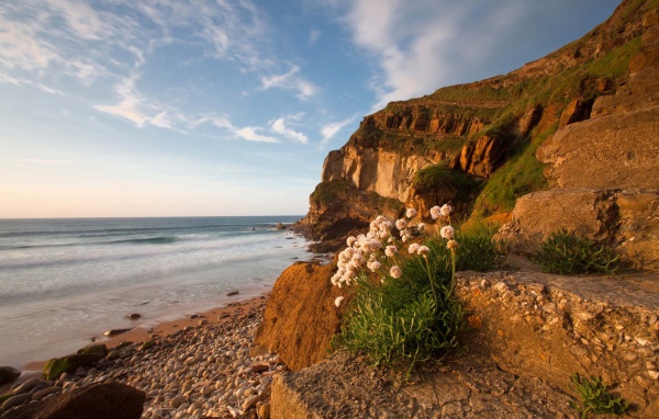 Цветы растут на камнях