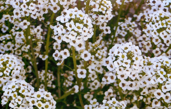 Выращивание цветов алиссум в саду