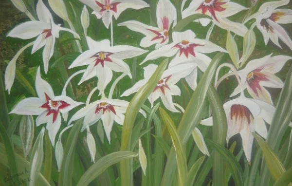 Выращивание цветов ацидантера в саду