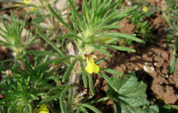 Выращивание цветов аюга в саду