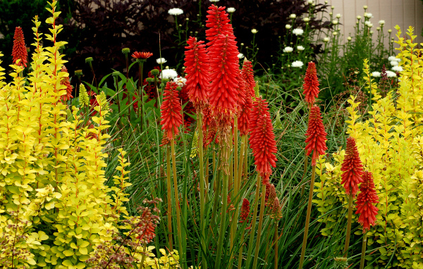 Выращивание цветов кникофия в саду