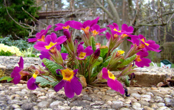 Выращивание цветов примула в саду