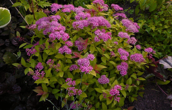 Выращивание цветов спирея в саду