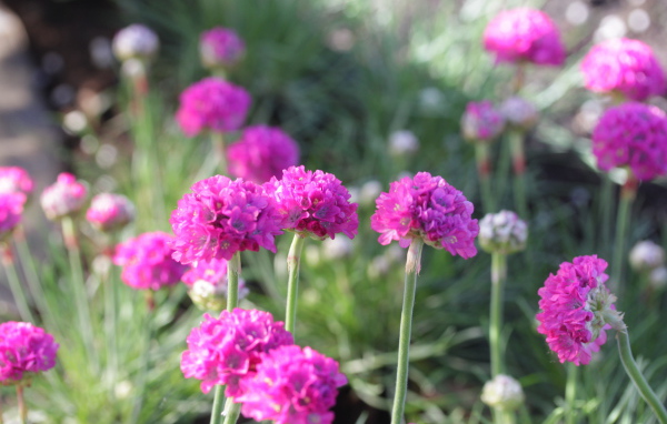 Выращивание цветов армерия в саду