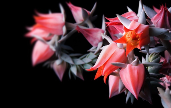 Цветы в черном