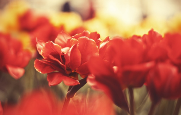 Цветы вблизи