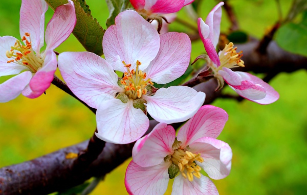 Цветы на ветке