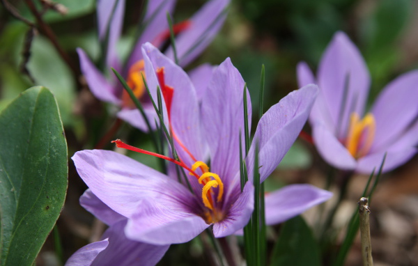 Цветы шафран на поляне