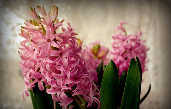 Цветы розовые гиацинты расцвели