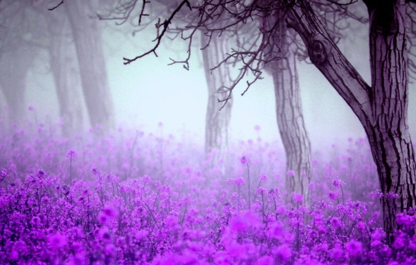 Лесные цветы