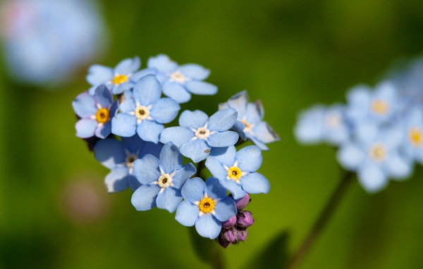 Красивые незабудки расцвели в саду