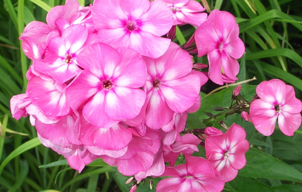 Живые цветы флокс на поляне