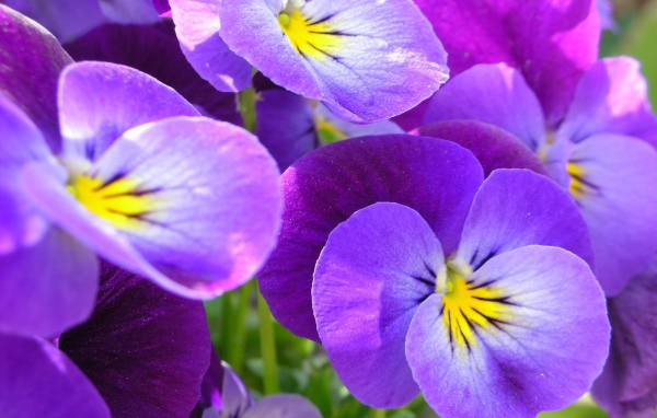 Живые цветы анютины глазки в саду