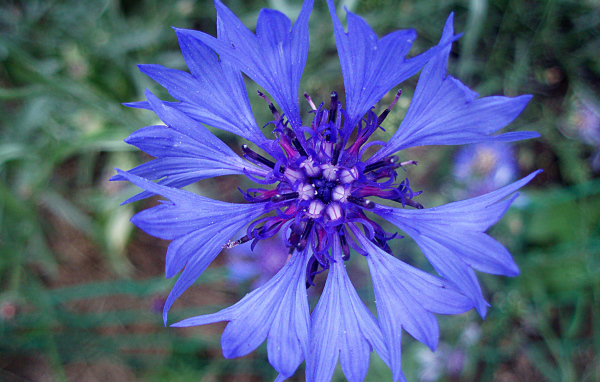 Садовые цветы васильки на дачном участке