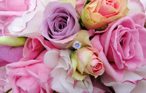 Садовые цветы эустома (ирландская роза) на дачном участке