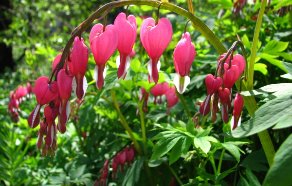 Садовые цветы дицентра на дачном участке