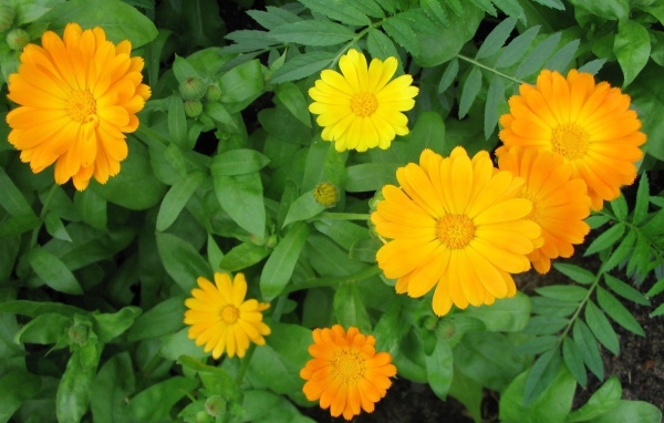 Садовые цветы календула на дачном участке