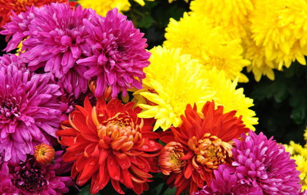 Садовые цветы хризантема на дачном участке