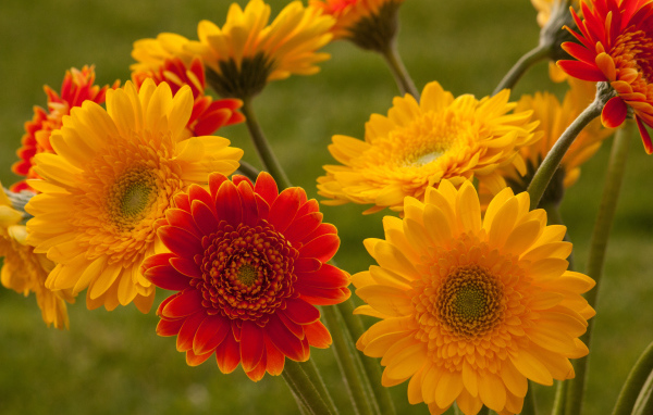 Садовые цветы гербера на дачном участке