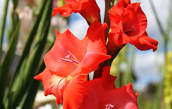 Садовые цветы гладиолус на дачном участке