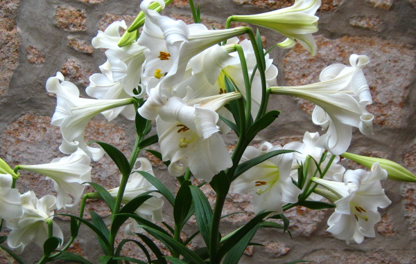 Садовые цветы лилия на дачном участке