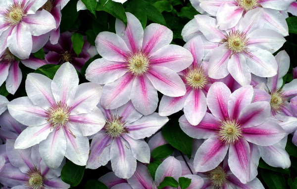 Садовые цветы клематис на дачном участке