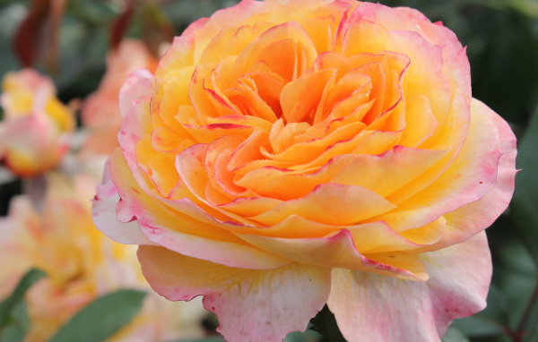 Садовые цветы кустарниковые розы на дачном участке