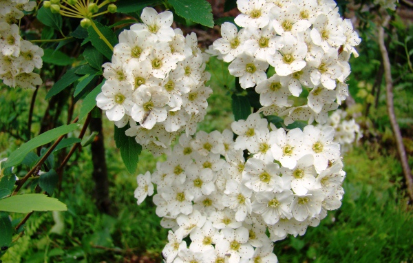 Садовые цветы спирея на дачном участке