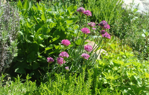 Садовые цветы армерия на дачном участке